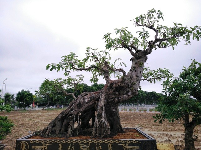 Nhung chau bonsai “khung” khien dan choi thich me-Hinh-9