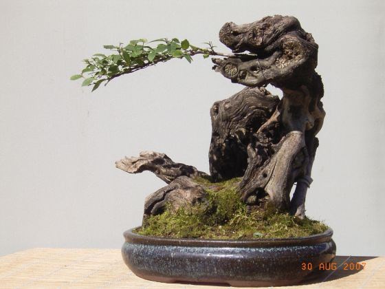 Bonsai cuc doc tao dang tren vat lieu la-Hinh-10