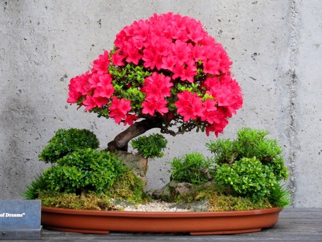 Nhung chau bonsai mau sac ruc ro hut hon nguoi xem-Hinh-11