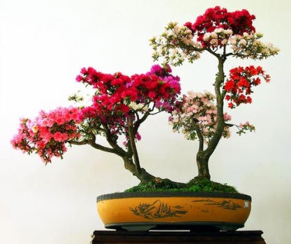 Nhung chau bonsai mau sac ruc ro hut hon nguoi xem-Hinh-2