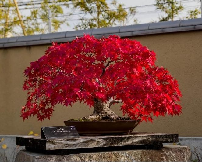 Nhung chau bonsai mau sac ruc ro hut hon nguoi xem-Hinh-3