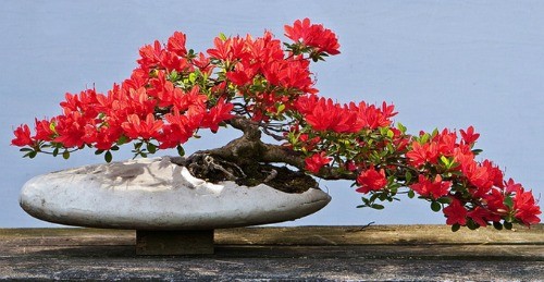 Nhung chau bonsai mau sac ruc ro hut hon nguoi xem-Hinh-7