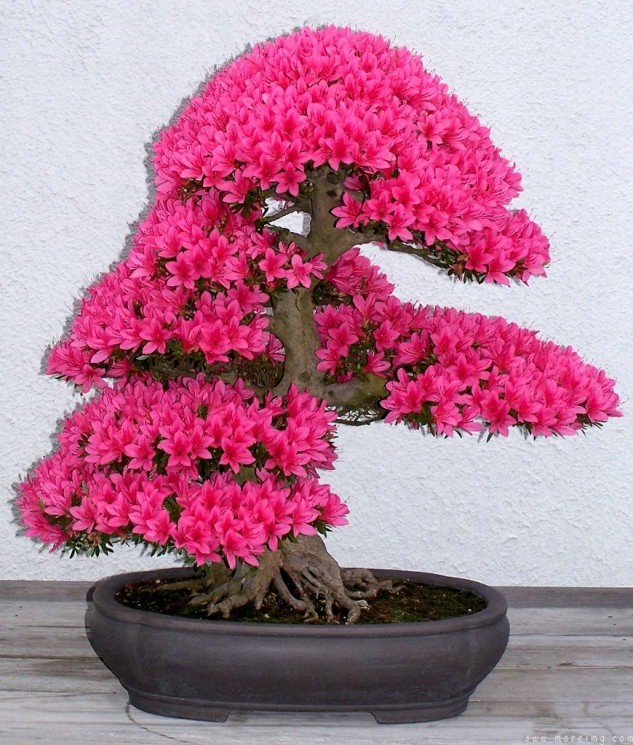 Nhung chau bonsai mau sac ruc ro hut hon nguoi xem