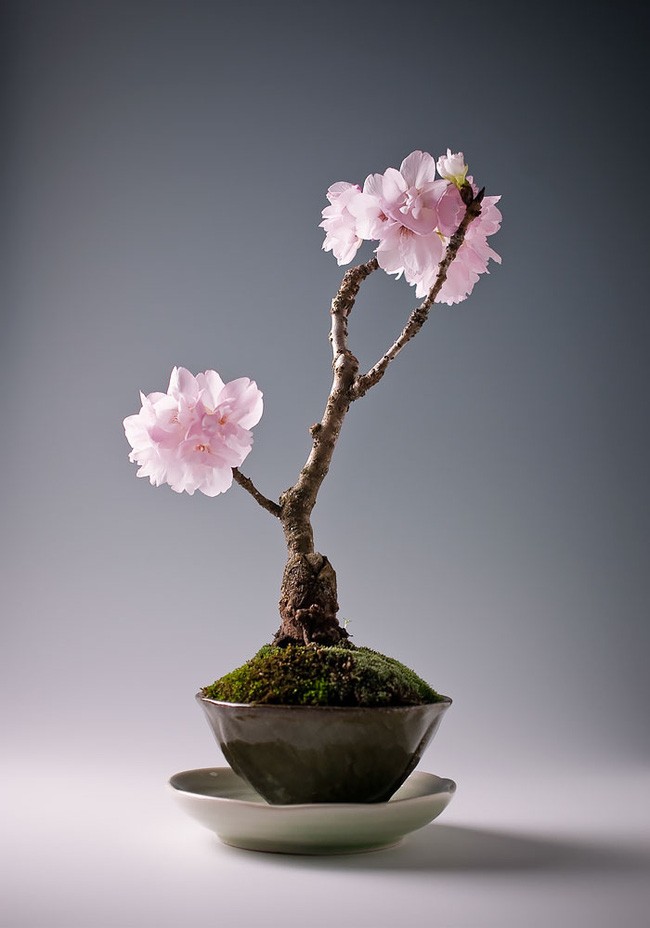 Man nhan nhung cay bonsai dep nhat qua dat-Hinh-9