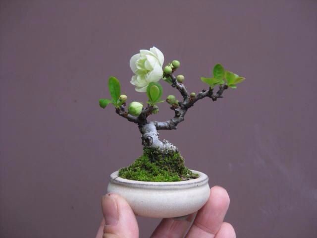 Me man nhung chau bonsai mini nam trong long ban tay-Hinh-8