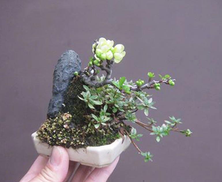 Me man nhung chau bonsai mini nam trong long ban tay-Hinh-9