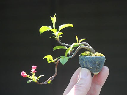 Me man nhung chau bonsai mini nam trong long ban tay