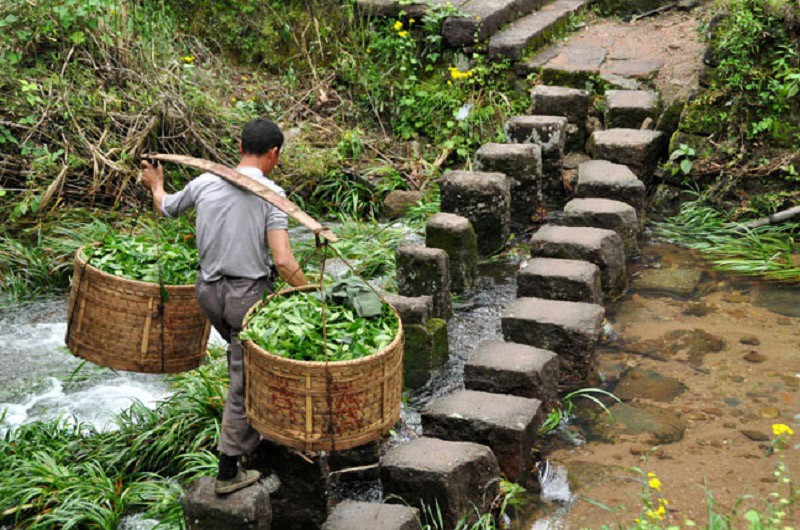 Dai hong bao, tra dat xat ra mieng-Hinh-2