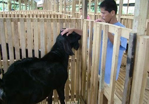 Ghe tham vung dat noi tieng nuoi de lot da-Hinh-8