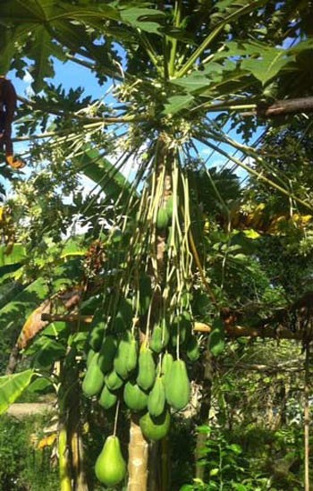 Nhung cay an qua sai triu “hai ra tien” cua nha nong-Hinh-13