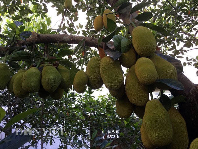 Nhung cay an qua sai triu “hai ra tien” cua nha nong-Hinh-2