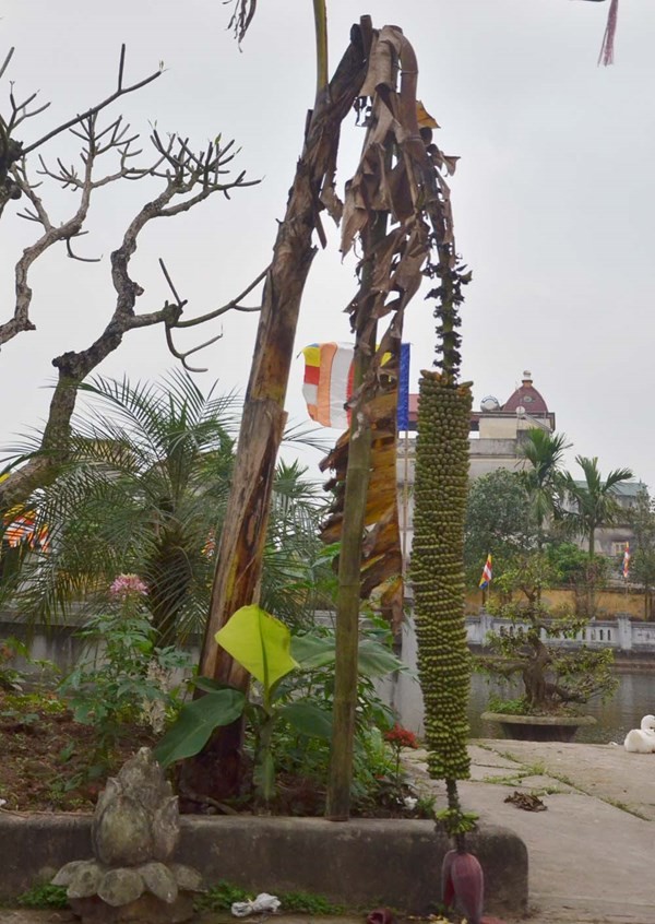 Nhung cay an qua sai triu “hai ra tien” cua nha nong-Hinh-9