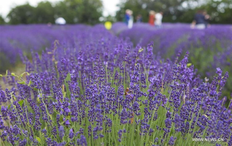 Me man giua canh dong hoa tai le hoi hoa Lavender-Hinh-4