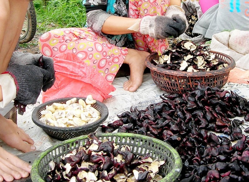 Vi sao cu au duoc goi la “nhan sam cua nguoi ngheo mien Tay“?-Hinh-2