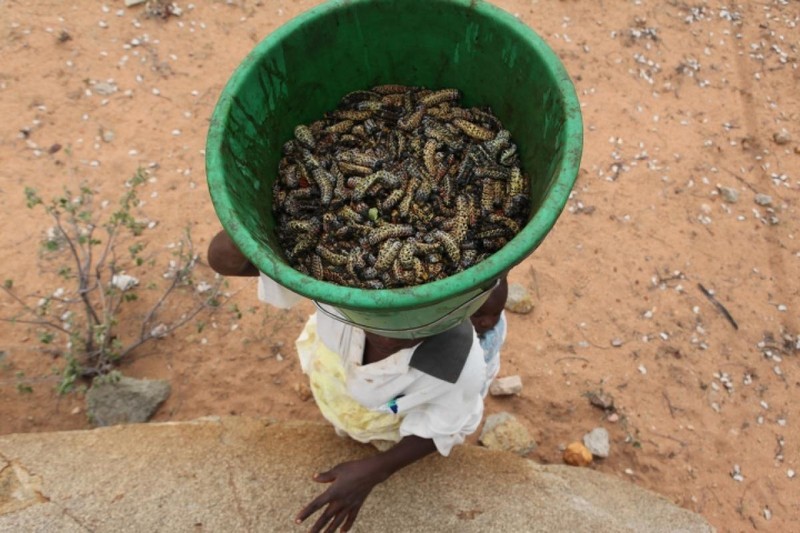 Kinh di mon sau buom Mopane, dac san duoc ua chuong o Zimbabwe-Hinh-10