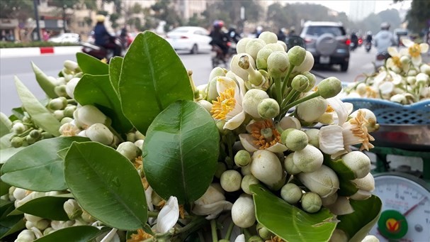 Mua hoa buoi no ro, chi em tu lam tinh dau hoa buoi tai nha