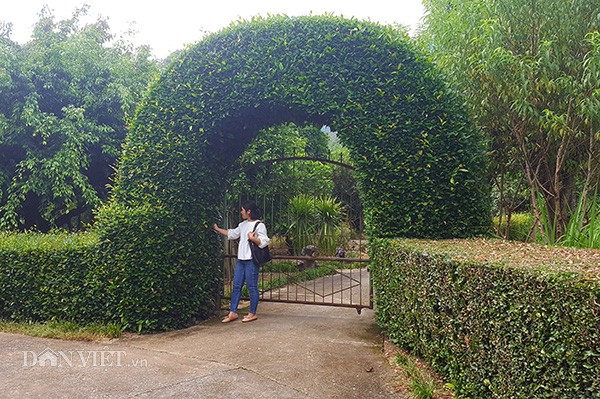 Da mat ngam nhung cong nha xanh cay ozo doc dao o xu Lang-Hinh-8