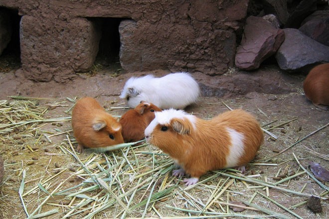 Mon chuot lang nuong lung danh cua Peru khong phai ai cung dam an-Hinh-6