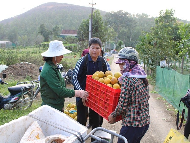 Rung cam 100 ty vang ruc, nong dan “gam hang” cho ban Tet-Hinh-7