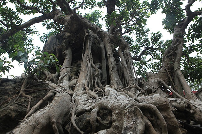 Hai cay sanh “khung” cua doanh nhan bi an o Ha Noi-Hinh-6