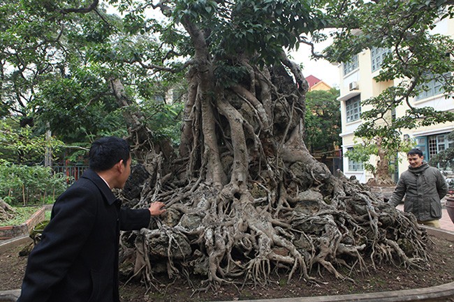 Hai cay sanh “khung” cua doanh nhan bi an o Ha Noi-Hinh-7