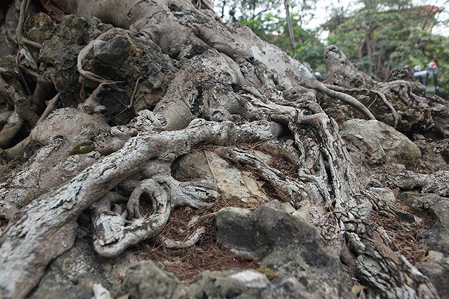 Hai cay sanh “khung” cua doanh nhan bi an o Ha Noi-Hinh-8