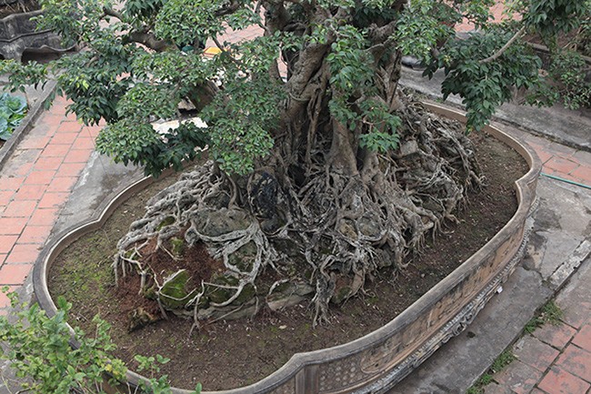 Hai cay sanh “khung” cua doanh nhan bi an o Ha Noi-Hinh-9