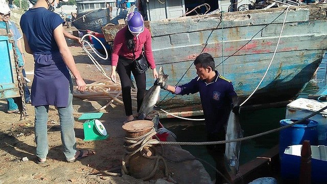 Trung dam ca bop, ngu dan dao toi ke lai vai tram, nguoi thu tien ti-Hinh-2