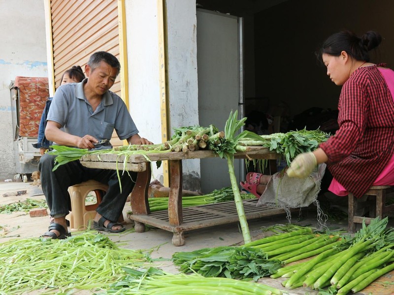 Tan mat xem cach so che loai rau ban dat nhu tom hum o Viet Nam-Hinh-3