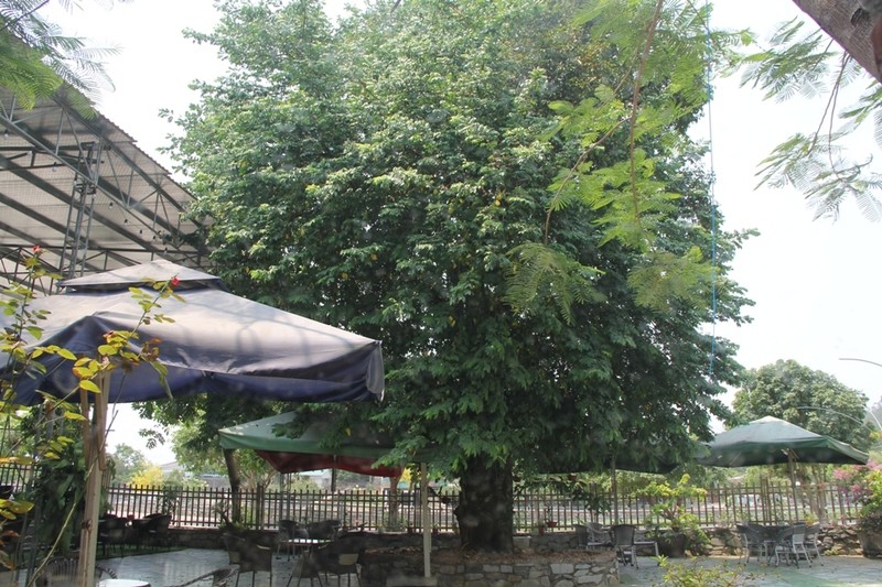 Nghe An: Do xo keo den thap huong 'cu' khe tram tuoi de lay may