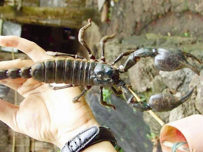 “Tai mat” voi mon bo cap Bay Nui o An Giang vua an vua run-Hinh-3