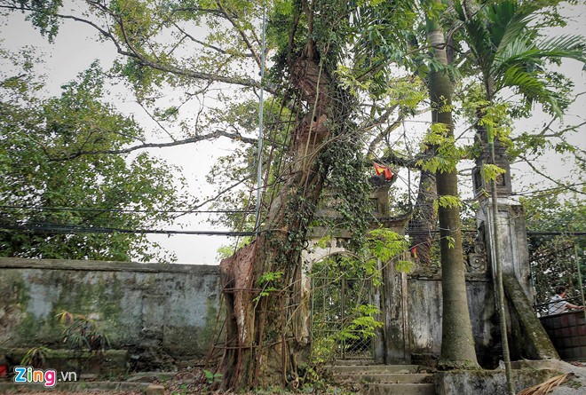 Lang ngoai thanh Ha Noi du kien thu ve 150 ty tu ban dau gia go sua