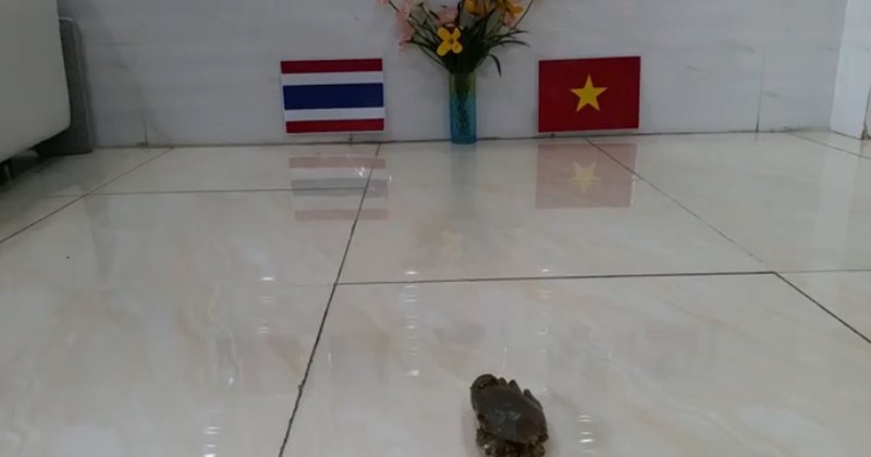 “Nha tien tri“ dong vat du doan Viet Nam thang Thai Lan tai Vong loai WC 2022-Hinh-3