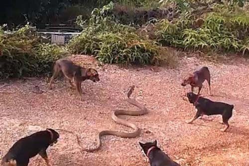 Video: Đàn chó nhà đại chiến rắn hổ mang khổng lồ