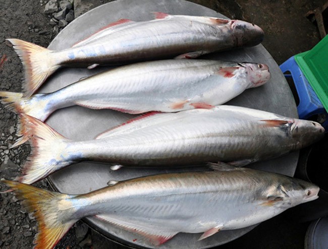 Them thuong nhung mon ngon kho cuong tu dac san ca bong lau-Hinh-3