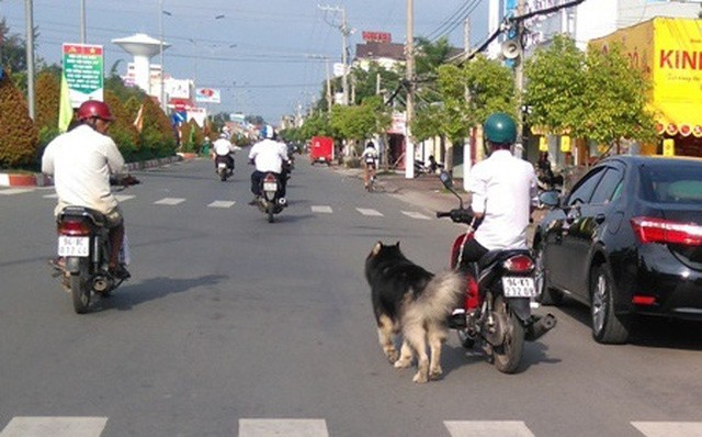 Dat cho di dao tren duong bang xe may se bi xu phat 200.000 dong