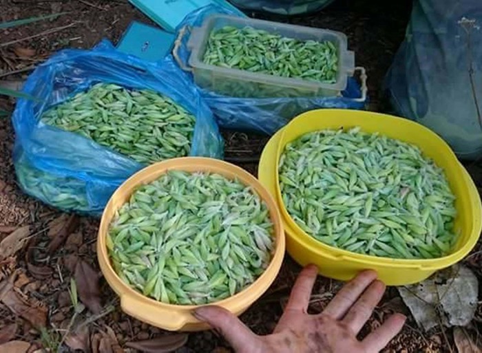 “Ron nguoi” voi mon khoai khau nhong sau muong cua hoa hau H'Hen Nie-Hinh-5