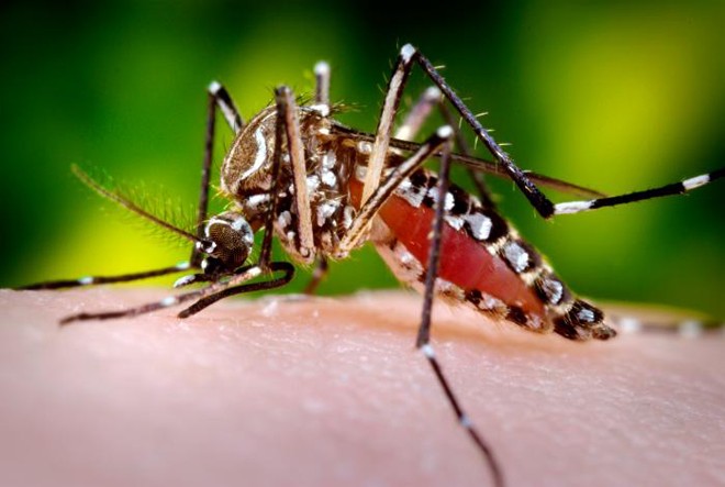 Viet Nam phat hien ca benh do virus Zika, nhung bien chung nguy hiem