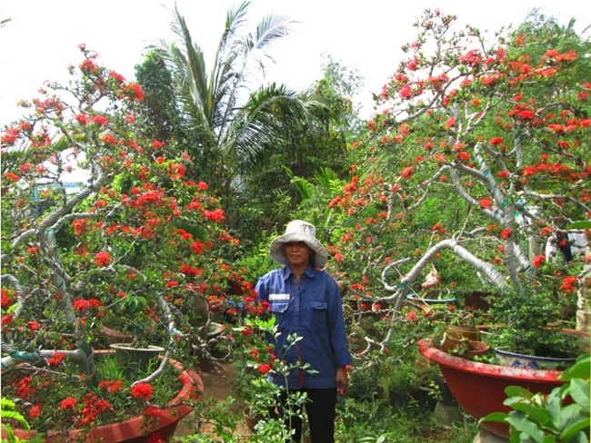 Loai cay truoc lam hang rao o Viet Nam, gio ban gia chuc trieu/cap