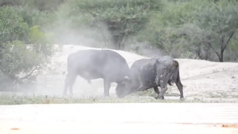 Video: Bi doi thu huc bay, trau rung lan lon nhieu vong tren dat