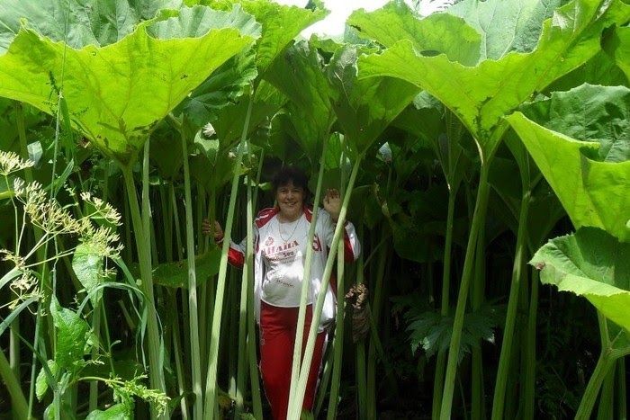 “Dot nhap” vung dat ky la o Nga, cay coi khong lo kho tin