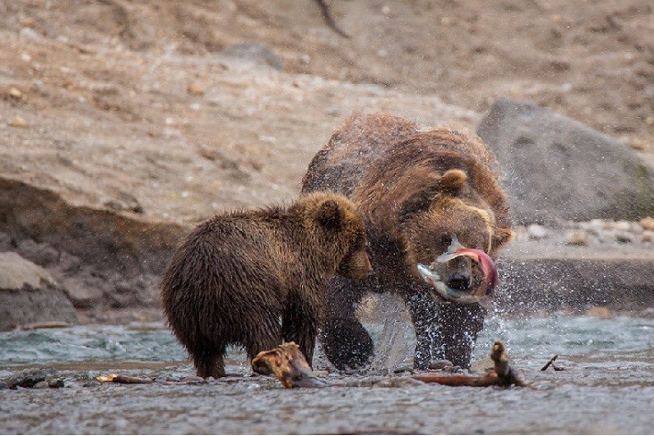 Tai sao gau nau vung Kamchatka cua Nga lai rat hien?-Hinh-6