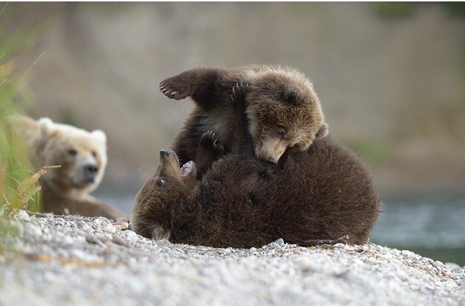 Tai sao gau nau vung Kamchatka cua Nga lai rat hien?-Hinh-8