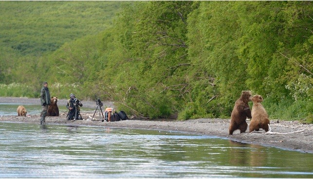 Tai sao gau nau vung Kamchatka cua Nga lai rat hien?-Hinh-9