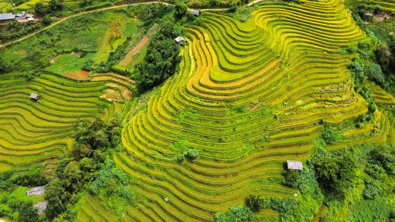 Len Mu Cang Chai ngam mua vang chay tran tren trien nui-Hinh-2