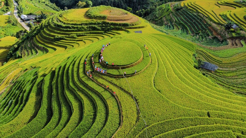 Len Mu Cang Chai ngam mua vang chay tran tren trien nui-Hinh-3