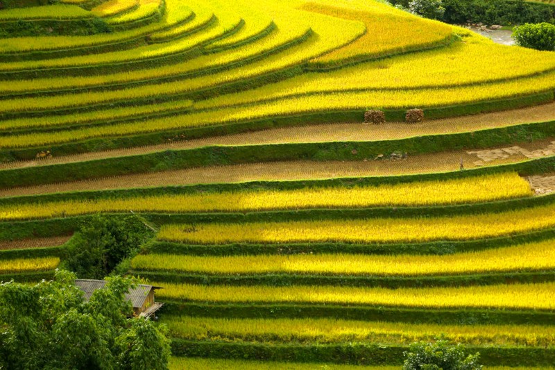 Len Mu Cang Chai ngam mua vang chay tran tren trien nui-Hinh-5