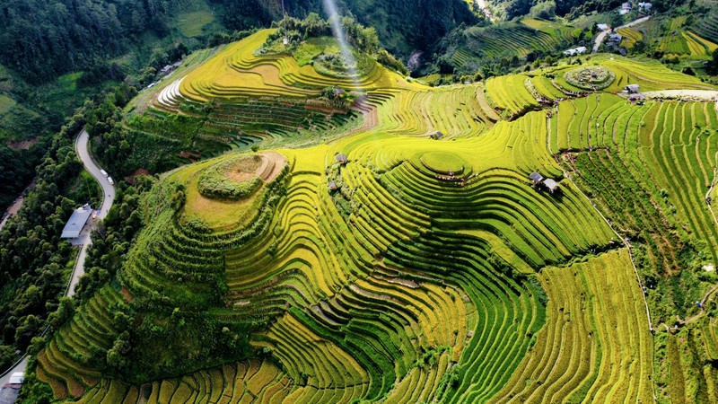 Len Mu Cang Chai ngam mua vang chay tran tren trien nui