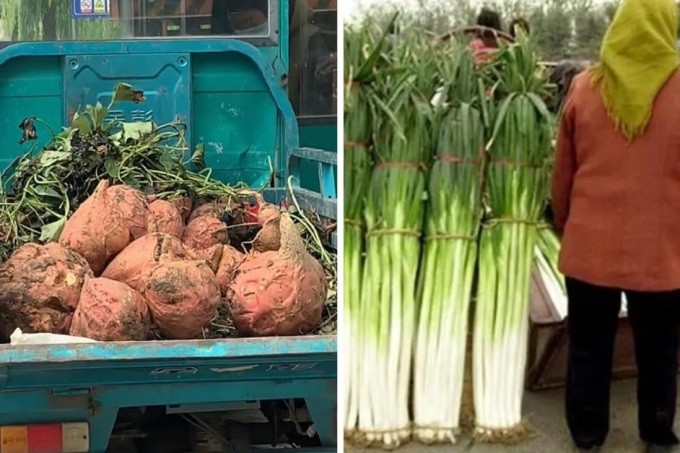 Vung dat la san sinh nhung cu khoai lang khong lo nang hon 10kg-Hinh-2