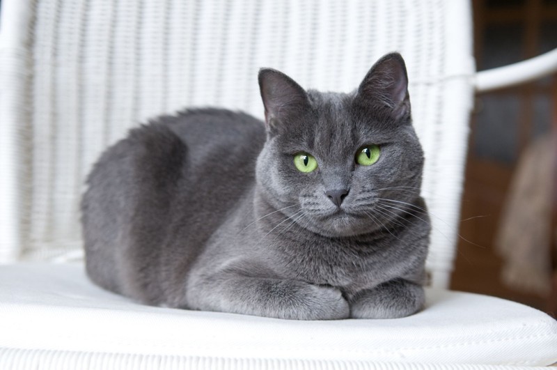 5 su that ve Russian Blue – giong meo quy toc cua Nga